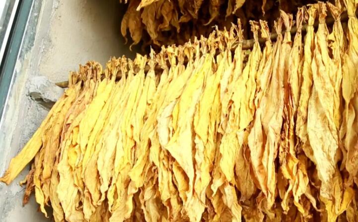 木屑顆粒燃料烘烤煙葉可以嗎？