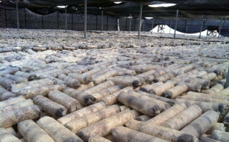 廢舊菌棒如何廢物利用？用鋸末顆粒機(jī)能增加收入