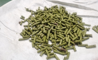 鋸末顆粒一噸能賺多少？顆粒機(jī)廠家給你算了一筆賬