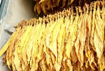 余慶縣：木屑顆粒機(jī)生物質(zhì)顆粒燃料烤房助力烤煙產(chǎn)業(yè)提質(zhì)增效